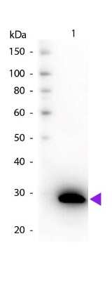 Lane 1: GFP. Lane 2: None. Load: 50 ng per lane. Primary antibody: GFP antibody Biotin conjugated at 1:1,000 for 60 min at RT. Secondary antibody: Peroxidase streptavidin secondary antibody at 1:40,000 for 30 min at RT. Blocking: incubated with blocking buffer for 30 min at RT. Predicted/Observed size: 28 kDa, 28 kDa for GFP. Other band(s): None.